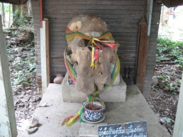 Elephant skull