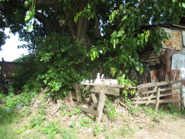 Bodhi tree in location