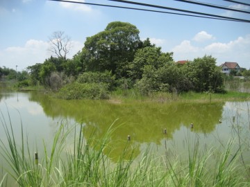 View of Khok Makluea