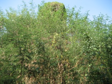 Wat Sam Jin covered in vegetation